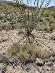 Agave schottii schottii