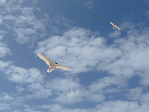 Phaethon rubricauda observed 2013-03-21