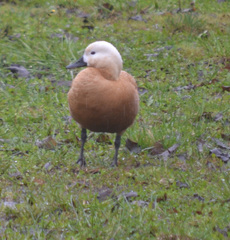 Tadorna ferruginea
