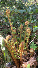 Dryopteris affinis