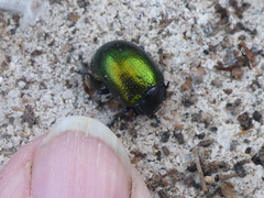 Chrysolina auripennis