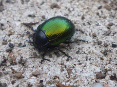 Chrysolina auripennis