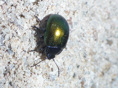Chrysolina auripennis