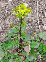 Barbarea vulgaris