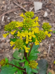 Barbarea vulgaris