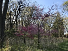 Cercis canadensis