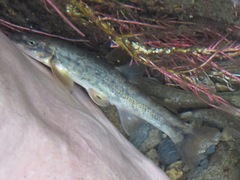 Rhinichthys cataractae