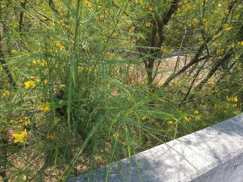 Mexican palo verde