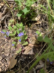 Scutellaria tuberosa