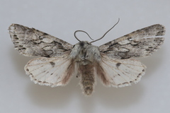 Egira simplex