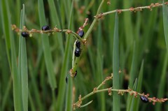 Gastrophysa janthina