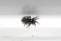 Drassyllus praeficus