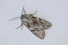 Egira simplex