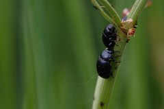 Gastrophysa janthina