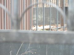 Phoenicurus phoenicurus