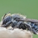 Blue Mason Bee - Photo (c) jordi_compte, some rights reserved (CC BY-NC), uploaded by jordi_compte