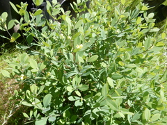 Baptisia nuttalliana