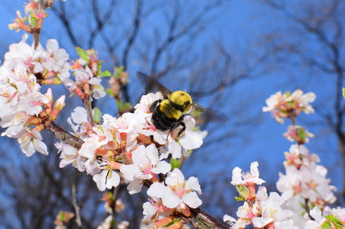 Brown-belted bumble bee
