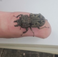 Ryssonotus nebulosus