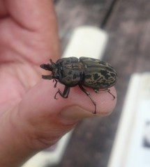 Ryssonotus nebulosus
