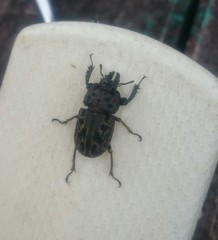 Ryssonotus nebulosus