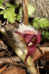 Asarum canadense reflexum