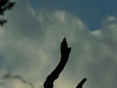 Melanerpes carolinus