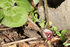 Asarum canadense reflexum