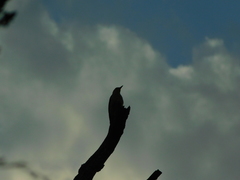 Melanerpes carolinus