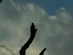 Melanerpes carolinus