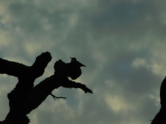 Melanerpes carolinus