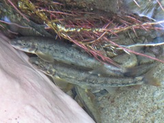 Rhinichthys cataractae