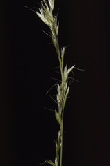 Trisetum lepidum