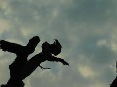 Melanerpes carolinus