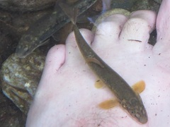 Rhinichthys cataractae