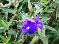 Pleroma semidecandrum