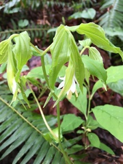Prosartes hookeri