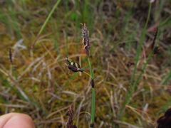 Carex rariflora