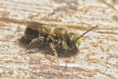 Osmia submicans