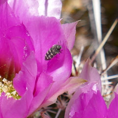 Acmaeodera bowditchi