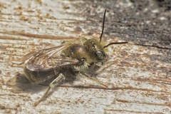 Osmia submicans