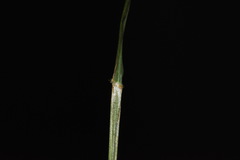 Trisetum lepidum