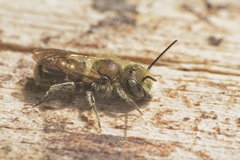 Osmia submicans
