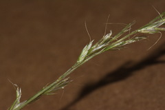 Trisetum lepidum