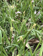 Carex hirtifolia