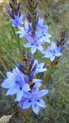 Thereianthus spicatus