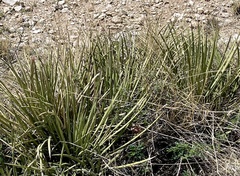 Agave schottii schottii