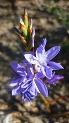 Thereianthus spicatus