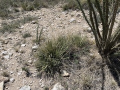 Agave schottii schottii
