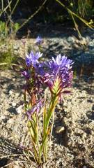 Thereianthus spicatus